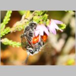 Sphecodes sp - Blutbiene 13a 8mm Paarung - Sandgrube Niedringhaussee.jpg